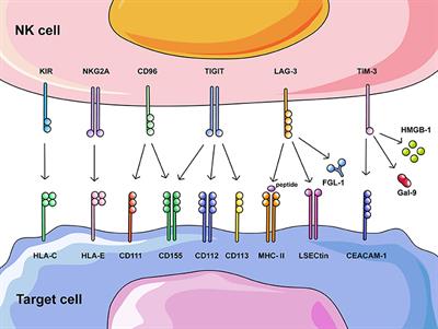 The Rise of NK Cell Checkpoints as Promising Therapeutic Targets in Cancer Immunotherapy